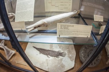 Monako yaz sokakları, sokaklarda dış detayları, çatılar, ışıklar ve kapılar, pencereler, Monte Carlo yollar. Kraliyet Meydanı, parklar, Monako'daki Okyanus Müzesi, deniz balığı.