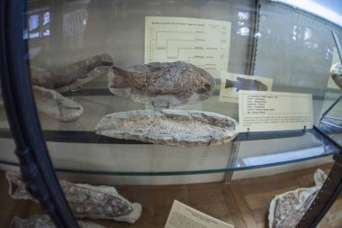 Monako yaz sokakları, sokaklarda dış detayları, çatılar, ışıklar ve kapılar, pencereler, Monte Carlo yollar. Kraliyet Meydanı, parklar, Monako'daki Okyanus Müzesi, deniz balığı.