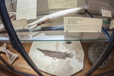 Monako yaz sokakları, sokaklarda dış detayları, çatılar, ışıklar ve kapılar, pencereler, Monte Carlo yollar. Kraliyet Meydanı, parklar, Monako'daki Okyanus Müzesi, deniz balığı.