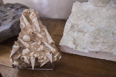 Monako yaz sokakları, sokaklarda dış detayları, çatılar, ışıklar ve kapılar, pencereler, Monte Carlo yollar. Kraliyet Meydanı, parklar, Monako'daki Okyanus Müzesi, deniz balığı.