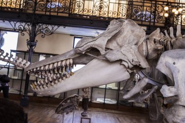 Monako yaz sokakları, sokaklarda dış detayları, çatılar, ışıklar ve kapılar, pencereler, Monte Carlo yollar. Kraliyet Meydanı, parklar, Monako'daki Okyanus Müzesi, deniz balığı.