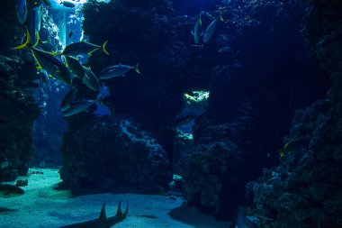 Monako yaz sokakları, sokaklarda dış detayları, çatılar, ışıklar ve kapılar, pencereler, Monte Carlo yollar. Kraliyet Meydanı, parklar, Monako'daki Okyanus Müzesi, deniz balığı.