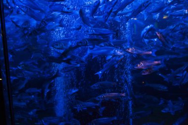 Monako yaz sokakları, sokaklarda dış detayları, çatılar, ışıklar ve kapılar, pencereler, Monte Carlo yollar. Kraliyet Meydanı, parklar, Monako'daki Okyanus Müzesi, deniz balığı.