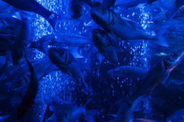 Monako yaz sokakları, sokaklarda dış detayları, çatılar, ışıklar ve kapılar, pencereler, Monte Carlo yollar. Kraliyet Meydanı, parklar, Monako'daki Okyanus Müzesi, deniz balığı.