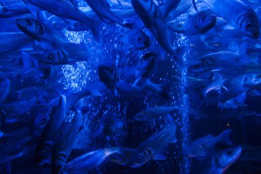 Monako yaz sokakları, sokaklarda dış detayları, çatılar, ışıklar ve kapılar, pencereler, Monte Carlo yollar. Kraliyet Meydanı, parklar, Monako'daki Okyanus Müzesi, deniz balığı.