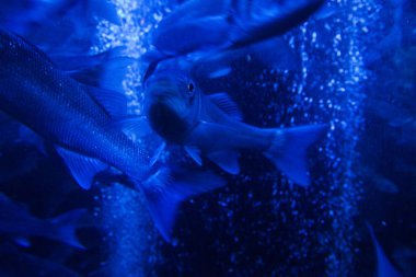 Monako yaz sokakları, sokaklarda dış detayları, çatılar, ışıklar ve kapılar, pencereler, Monte Carlo yollar. Kraliyet Meydanı, parklar, Monako'daki Okyanus Müzesi, deniz balığı.