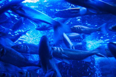 Monako yaz sokakları, sokaklarda dış detayları, çatılar, ışıklar ve kapılar, pencereler, Monte Carlo yollar. Kraliyet Meydanı, parklar, Monako'daki Okyanus Müzesi, deniz balığı.