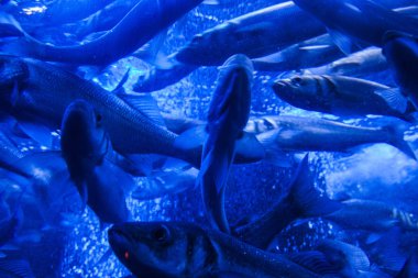 Monako yaz sokakları, sokaklarda dış detayları, çatılar, ışıklar ve kapılar, pencereler, Monte Carlo yollar. Kraliyet Meydanı, parklar, Monako'daki Okyanus Müzesi, deniz balığı.