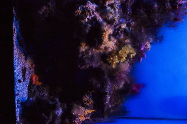 Monako yaz sokakları, sokaklarda dış detayları, çatılar, ışıklar ve kapılar, pencereler, Monte Carlo yollar. Kraliyet Meydanı, parklar, Monako'daki Okyanus Müzesi, deniz balığı.