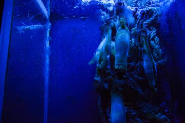 Monako yaz sokakları, sokaklarda dış detayları, çatılar, ışıklar ve kapılar, pencereler, Monte Carlo yollar. Kraliyet Meydanı, parklar, Monako'daki Okyanus Müzesi, deniz balığı.