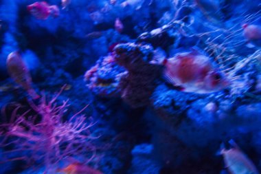 Monako yaz sokakları, sokaklarda dış detayları, çatılar, ışıklar ve kapılar, pencereler, Monte Carlo yollar. Kraliyet Meydanı, parklar, Monako'daki Okyanus Müzesi, deniz balığı.