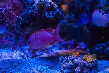 Monako yaz sokakları, sokaklarda dış detayları, çatılar, ışıklar ve kapılar, pencereler, Monte Carlo yollar. Kraliyet Meydanı, parklar, Monako'daki Okyanus Müzesi, deniz balığı.