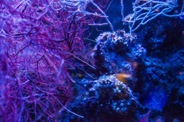 Monako yaz sokakları, sokaklarda dış detayları, çatılar, ışıklar ve kapılar, pencereler, Monte Carlo yollar. Kraliyet Meydanı, parklar, Monako'daki Okyanus Müzesi, deniz balığı.