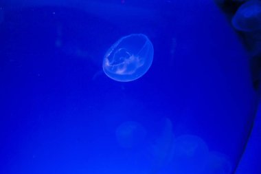 Monako yaz sokakları, sokaklarda dış detayları, çatılar, ışıklar ve kapılar, pencereler, Monte Carlo yollar. Kraliyet Meydanı, Parklar, Monako Okyanus Müzesi.