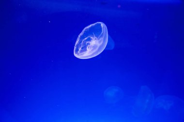 Monako yaz sokakları, sokaklarda dış detayları, çatılar, ışıklar ve kapılar, pencereler, Monte Carlo yollar. Kraliyet Meydanı, Parklar, Monako Okyanus Müzesi.