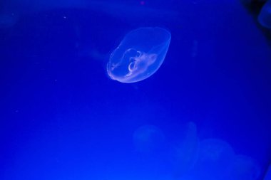 Monako yaz sokakları, sokaklarda dış detayları, çatılar, ışıklar ve kapılar, pencereler, Monte Carlo yollar. Kraliyet Meydanı, Parklar, Monako Okyanus Müzesi.