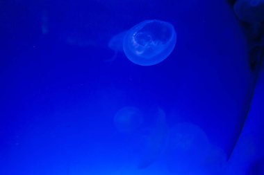 Monako yaz sokakları, sokaklarda dış detayları, çatılar, ışıklar ve kapılar, pencereler, Monte Carlo yollar. Kraliyet Meydanı, Parklar, Monako Okyanus Müzesi.