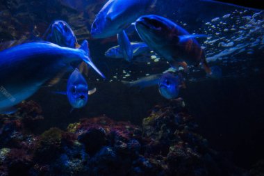 Monako yaz sokakları, sokaklarda dış detayları, çatılar, ışıklar ve kapılar, pencereler, Monte Carlo yollar. Kraliyet Meydanı, Parklar, Monako Okyanus Müzesi.