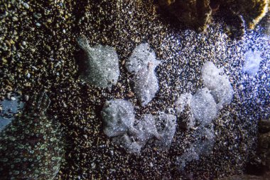 Monako yaz sokakları, sokaklarda dış detayları, çatılar, ışıklar ve kapılar, pencereler, Monte Carlo yollar. Kraliyet Meydanı, Parklar, Monako Okyanus Müzesi.