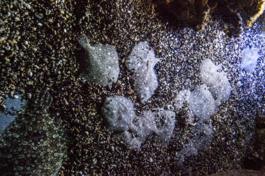 Monako yaz sokakları, sokaklarda dış detayları, çatılar, ışıklar ve kapılar, pencereler, Monte Carlo yollar. Kraliyet Meydanı, Parklar, Monako Okyanus Müzesi.