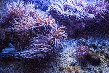 Monako yaz sokakları, sokaklarda dış detayları, çatılar, ışıklar ve kapılar, pencereler, Monte Carlo yollar. Kraliyet Meydanı, Parklar, Monako Okyanus Müzesi.