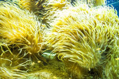 Monako yaz sokakları, sokaklarda dış detayları, çatılar, ışıklar ve kapılar, pencereler, Monte Carlo yollar. Kraliyet Meydanı, Parklar, Monako Okyanus Müzesi.