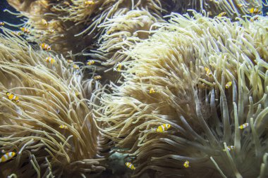 Monako yaz sokakları, sokaklarda dış detayları, çatılar, ışıklar ve kapılar, pencereler, Monte Carlo yollar. Kraliyet Meydanı, Parklar, Monako Okyanus Müzesi.