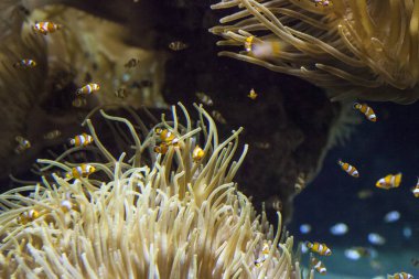 Monako yaz sokakları, sokaklarda dış detayları, çatılar, ışıklar ve kapılar, pencereler, Monte Carlo yollar. Kraliyet Meydanı, Parklar, Monako Okyanus Müzesi.