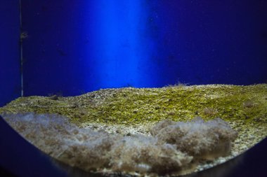 Monako yaz sokakları, sokaklarda dış detayları, çatılar, ışıklar ve kapılar, pencereler, Monte Carlo yollar. Kraliyet Meydanı, Parklar, Monako Okyanus Müzesi.