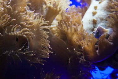 Monako yaz sokakları, sokaklarda dış detayları, çatılar, ışıklar ve kapılar, pencereler, Monte Carlo yollar. Kraliyet Meydanı, Parklar, Monako Okyanus Müzesi.