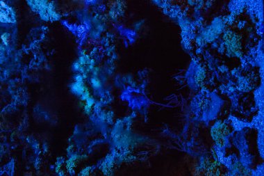 Monako yaz sokakları, sokaklarda dış detayları, çatılar, ışıklar ve kapılar, pencereler, Monte Carlo yollar. Kraliyet Meydanı, Monako'daki parklar.