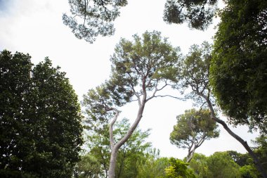 Monako yaz sokakları, sokaklarda dış detayları, çatılar, ışıklar ve kapılar, pencereler, Monte Carlo yollar. Kraliyet Meydanı, Monako'daki parklar.