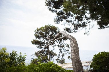 Monako yaz sokakları, sokaklarda dış detayları, çatılar, ışıklar ve kapılar, pencereler, Monte Carlo yollar. Kraliyet Meydanı, Monako'daki parklar.