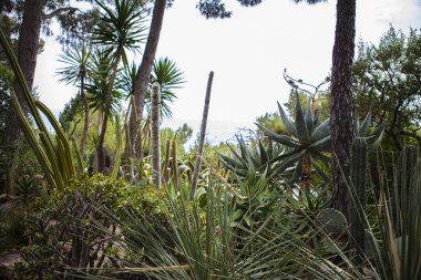 Monako yaz sokakları, sokaklarda dış detayları, çatılar, ışıklar ve kapılar, pencereler, Monte Carlo yollar. Kraliyet Meydanı, Monako'daki parklar.
