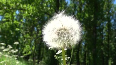 karahindiba ile çayır hangi rüzgar esiyor ve karahindiba ufalanır