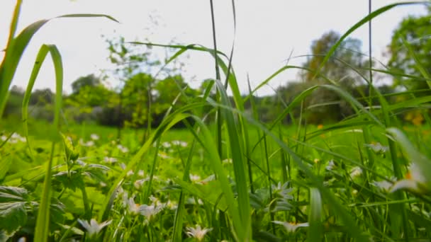 草原の緑の草の中の白いヒナギク 風が草原のヒナギクを揺るがす — ストック動画