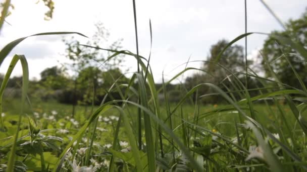 草原の緑の草の中の白いヒナギク 風が草原のヒナギクを揺るがす — ストック動画