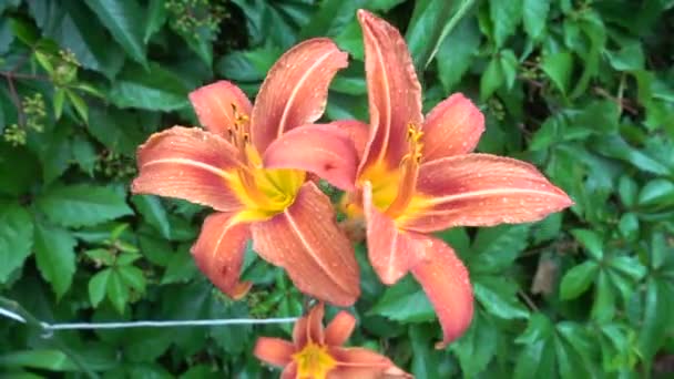 Αμερικανικά Υβρίδια Λίλι Μπολάντερ Χούμπολτ Μεγάλα Πορτοκαλί Λουλούδια Έξι Πέταλα — Αρχείο Βίντεο