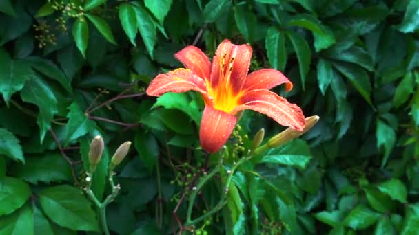 Amerykańskie Hybrydy Lily Bolander Humboldt Duże Pomarańczowe Kwiaty Sześcioma Płatkami — Wideo stockowe