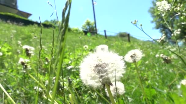 Prairie Avec Des Pissenlits Sur Lesquels Vent Souffle Pissenlit Effrite — Video