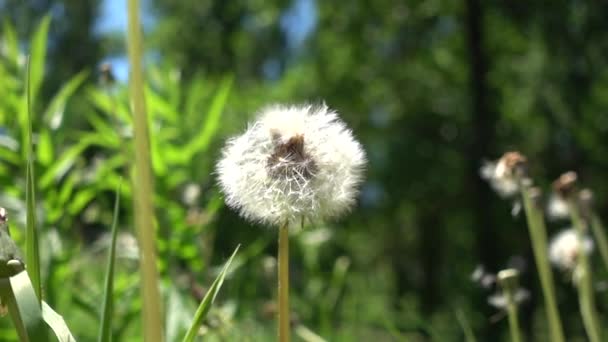 Prato Con Denti Leone Cui Soffia Vento Crolla Dente Leone — Video Stock