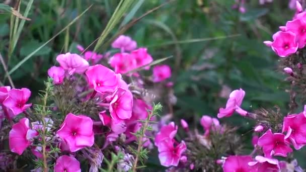 Schmetterlinge Bestäuben Blumen Inmitten Von Berggras Auf Einer Waldstraße Die — Stockvideo