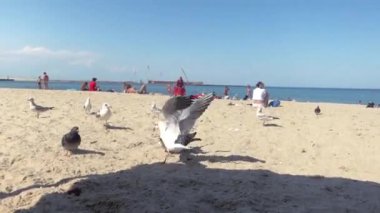 Baltık Denizi sahilinde martılar yemek için savaşıyor, yaz günü sahilde.