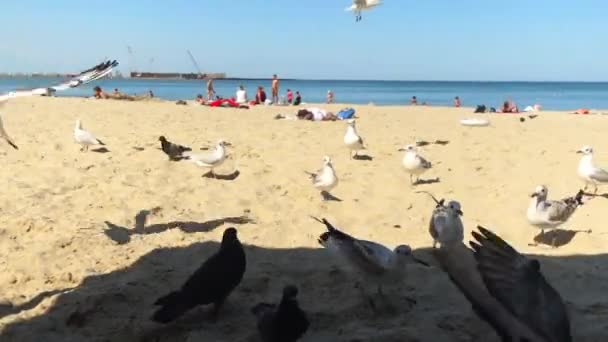 Seagulls Beach Baltic Sea Fight Food Summer Day Beach — Stock Video
