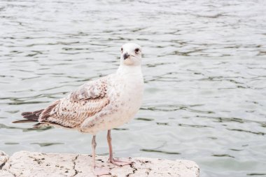 İtalya, Venedik 'te sulara karşı martı.  