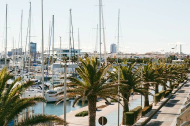 Yatlar ve palmiye ağaçları. Valencia 'da güneşli bir gün. 