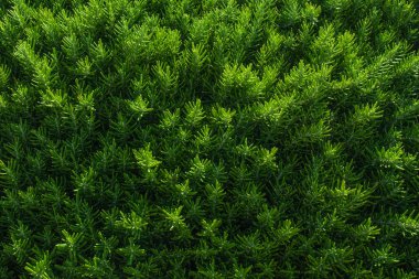 Yeşil bitki arkaplanı, doku.