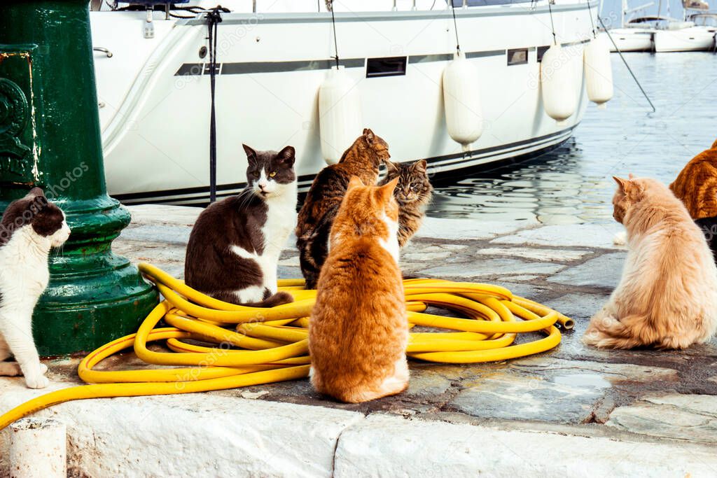 Cats at the pier on the Hydra island, Greece. 