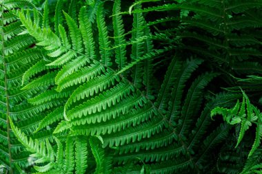 Eğreltiotu yaprakları, yeşil bitki dokusu