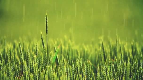 Проливной дождь над полем. Молодая зеленая пшеница. Дождь над полем. Прекрасная природа. Красивый пейзаж. Сельской местности. Медленное движение . — стоковое видео